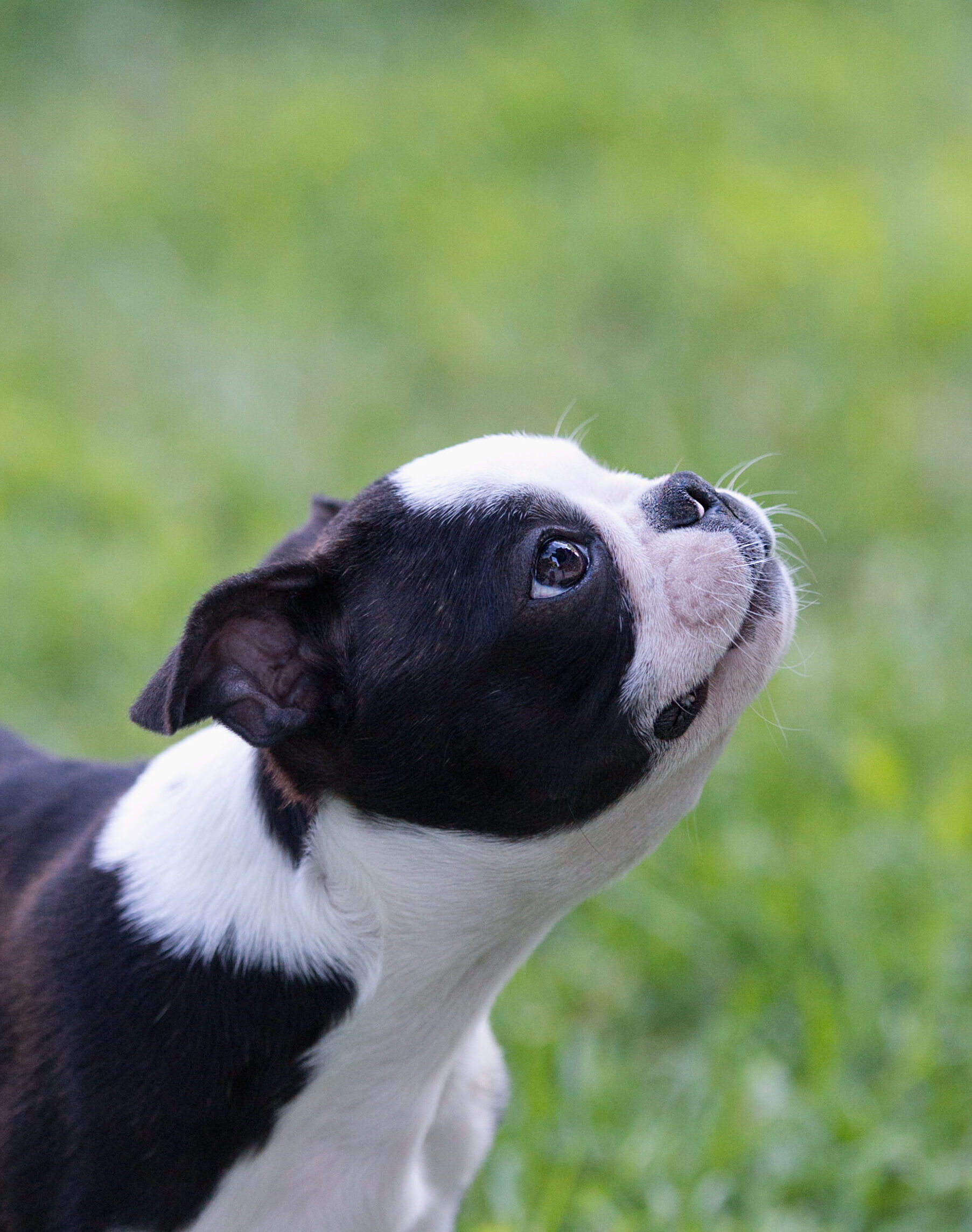 Owen, a Boston Terrier and the firm’s Client Satisfaction Specialist